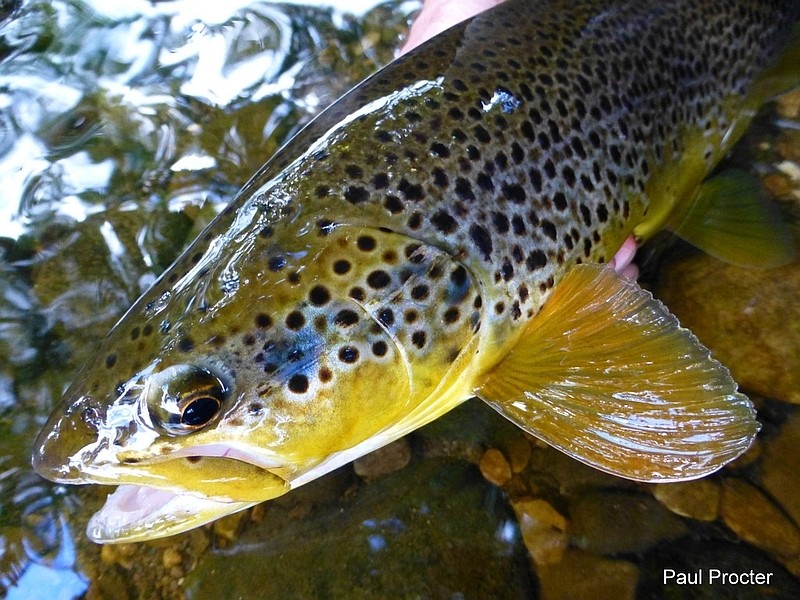 Brown trout from Plitvice lakes national park
